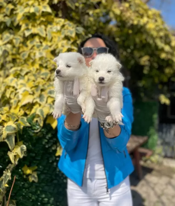 Samoyed Yavrularım Sağlık Ve Irk Garantilidir