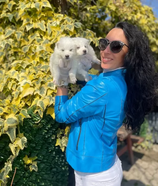 Samoyed Yavrularım Sağlık Ve Irk Garantilidir