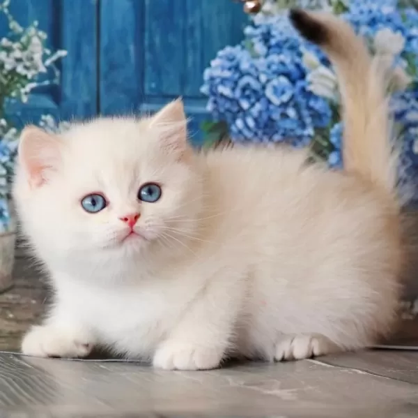Kar Beyaz Silver British Shorthair