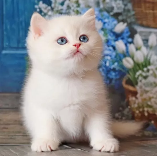 Kar Beyaz Silver British Shorthair