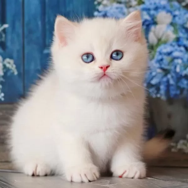Kar Beyaz Silver British Shorthair