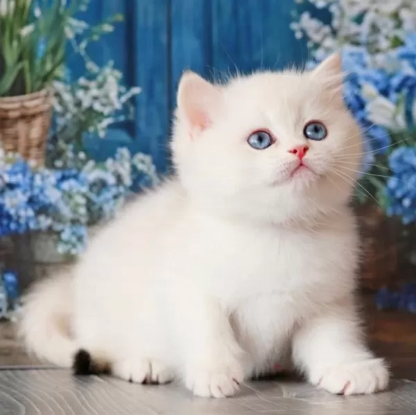 Kar Beyaz Silver British Shorthair