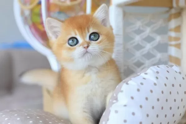 Bebeksi Golden British Shorthair