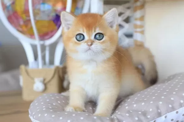Bebeksi Golden British Shorthair
