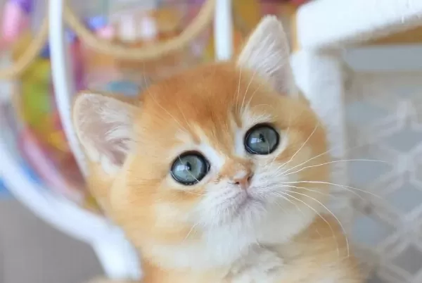 Bebeksi Golden British Shorthair