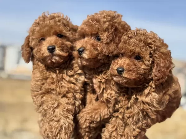 Ankranın En Seçkin Safkan Toy Poodle Yavruları