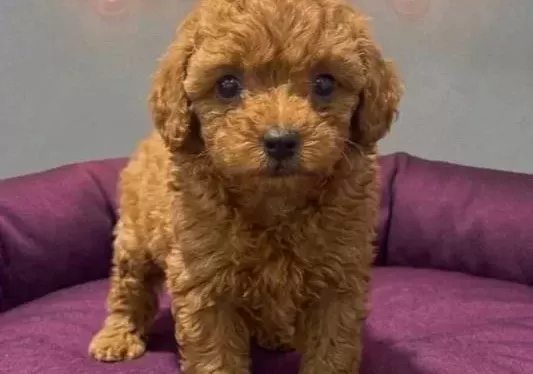 Toy Poodle Yavru Vonalp Petshop Garantisiyle