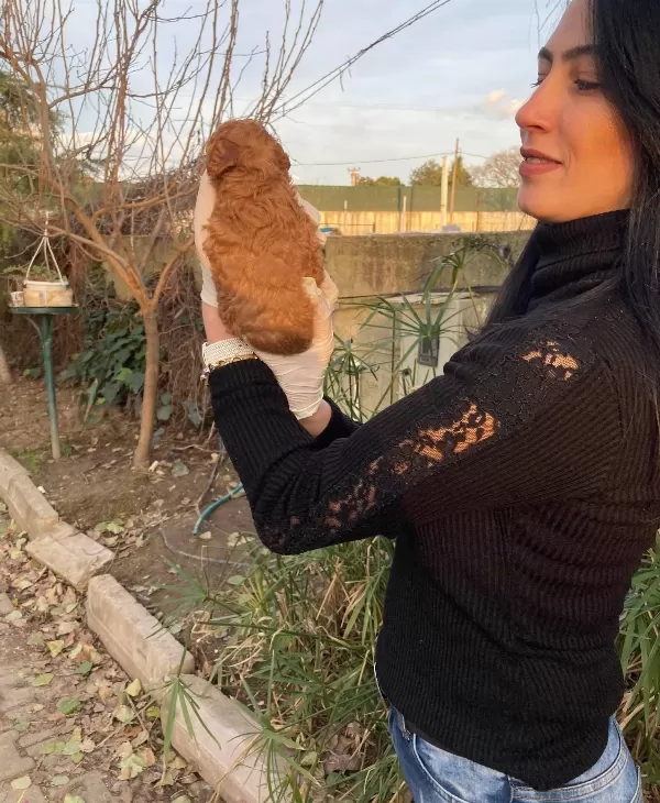 Poddle Yavrularım Sağlık Ve Irk Garantilidir