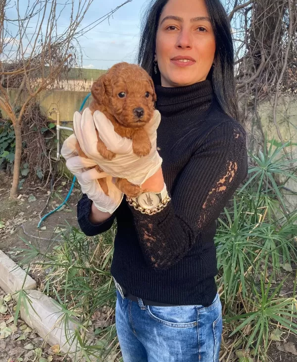 Poddle Yavrularım Sağlık Ve Irk Garantilidir