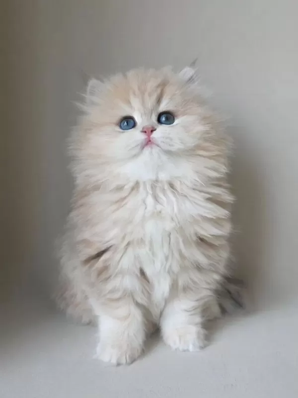 Dünya Güzeli Ay Golden British Longhair