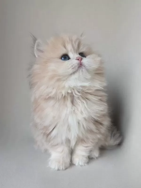 Dünya Güzeli Ay Golden British Longhair