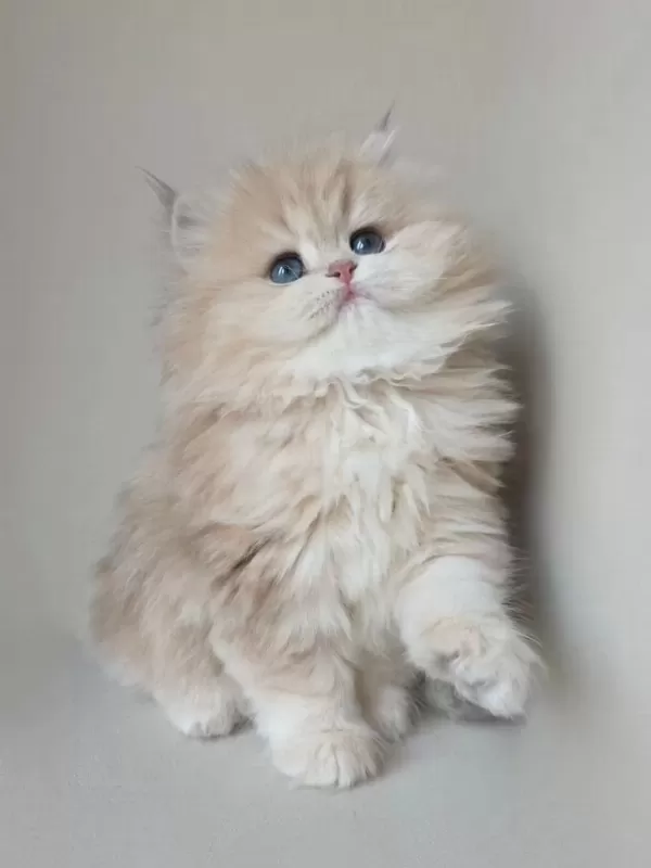 Dünya Güzeli Ay Golden British Longhair