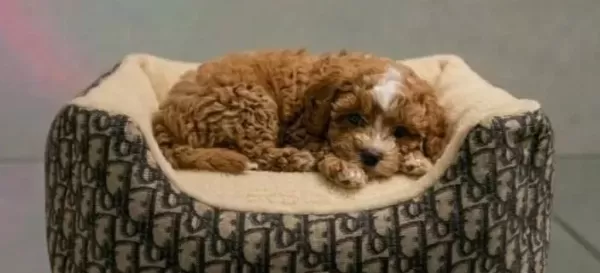 Maltipoo Yavrular Vonalp Petshop Garantisiyle