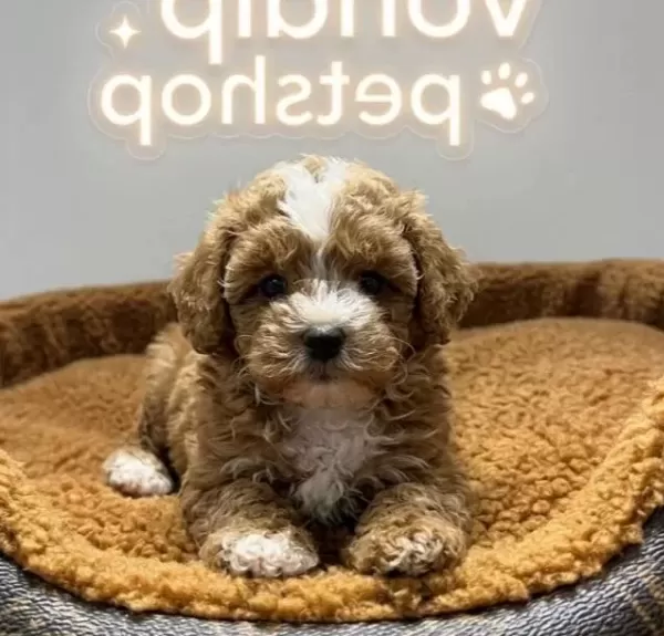 Maltipoo Yavrular Vonalp Petshop Garantisiyle