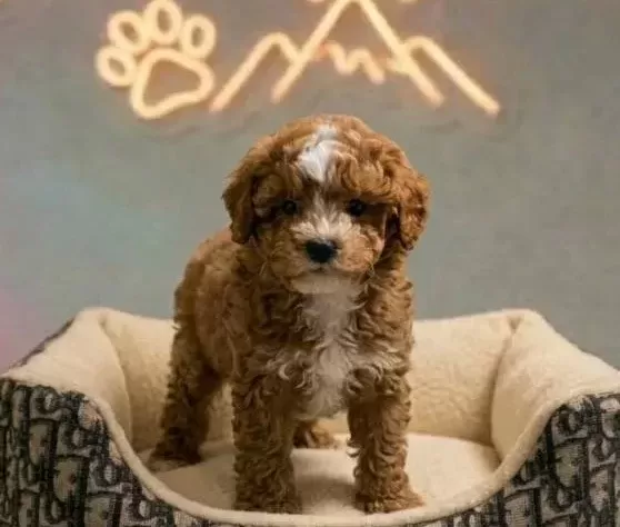 Maltipoo Yavrular Vonalp Petshop Garantisiyle