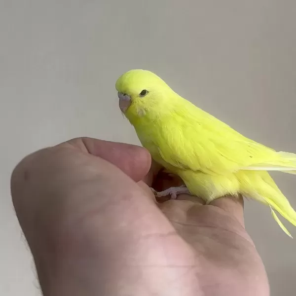 Bebek Muhabbet Kuşu Yeni Yeme Düşmüş Gönderim Var