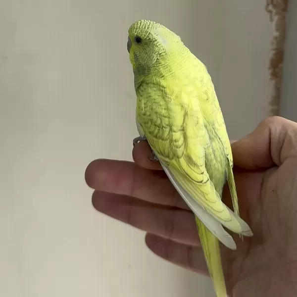 Bebek Muhabbet Kuşu Yeni Yeme Düşmüş Gönderim Var