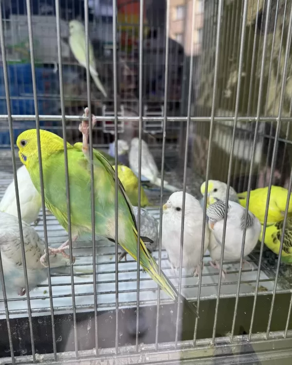 Bebek Muhabbet Kuşu Yeni Yeme Düşmüş Gönderim Var