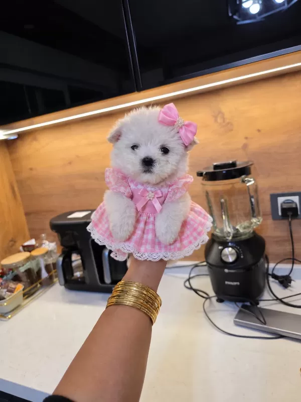 Kore maltese minnaklarım