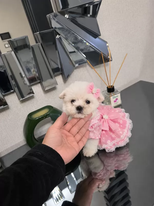 Kore maltese minnaklarım