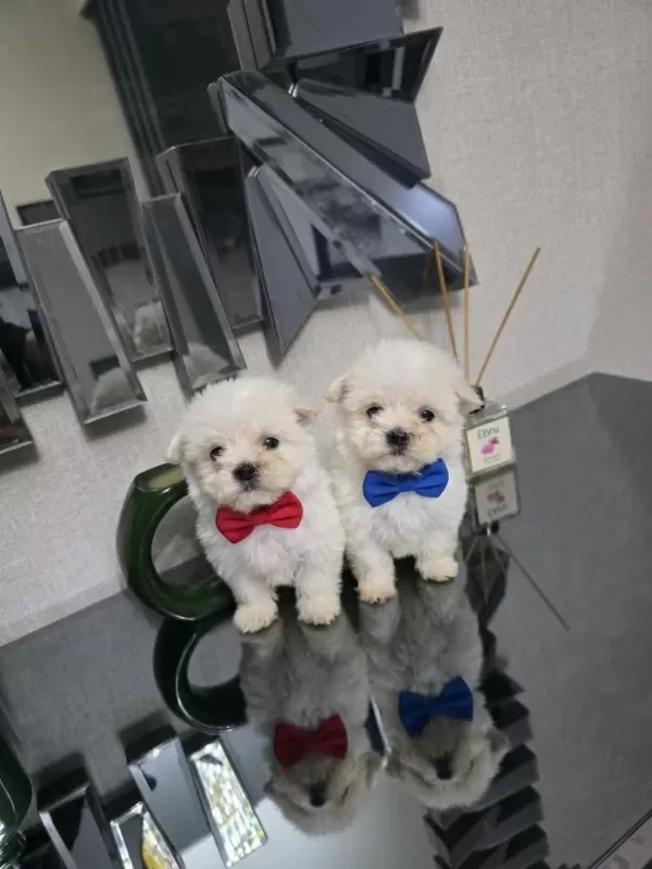 Kore maltese minnaklarım
