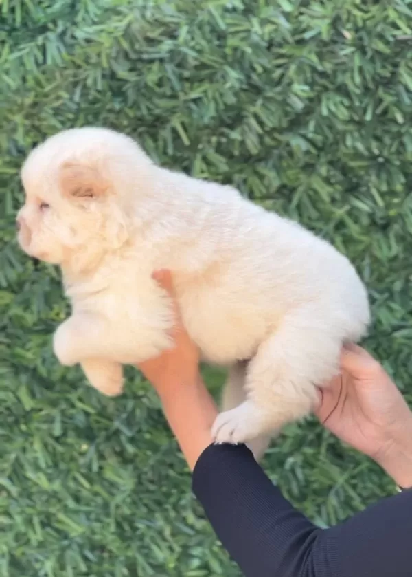 Harika Güzellikte Chow Chow Yavrular