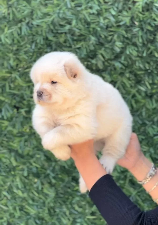 Harika Güzellikte Chow Chow Yavrular
