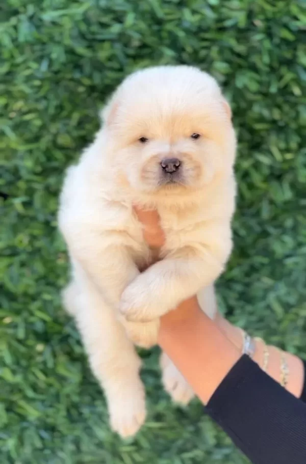 Harika Güzellikte Chow Chow Yavrular