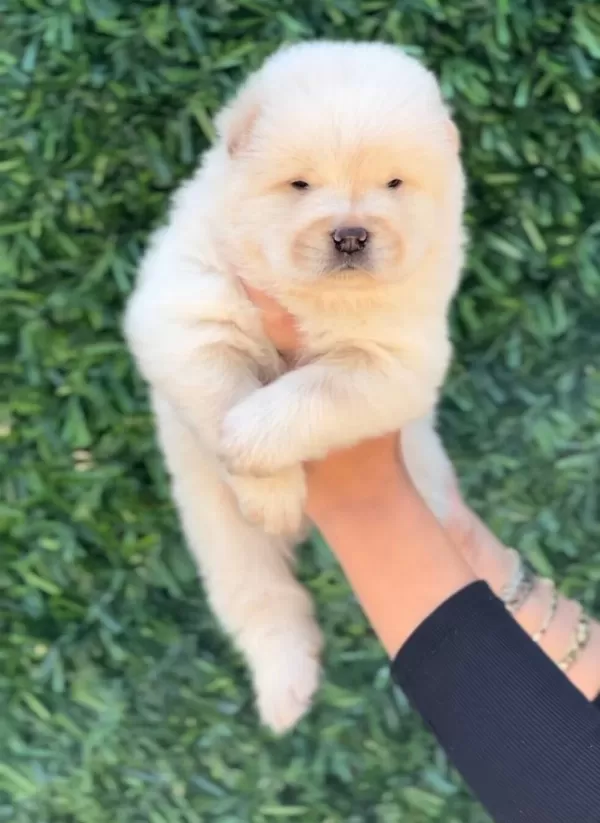 Harika Güzellikte Chow Chow Yavrular