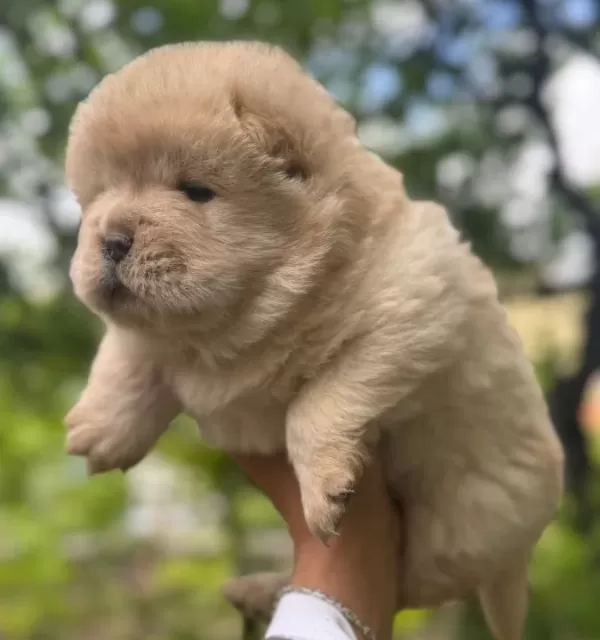 Chow Chow Bebekler