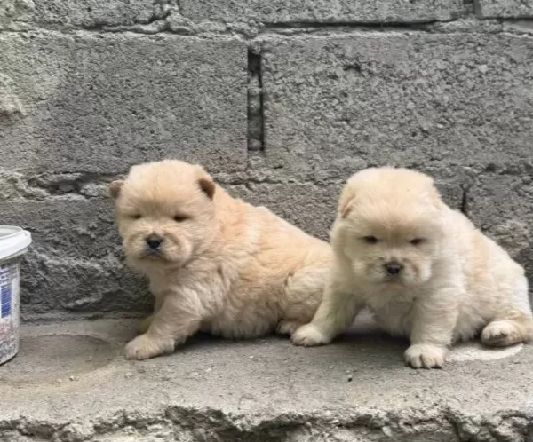 Chow Chow Bebekler