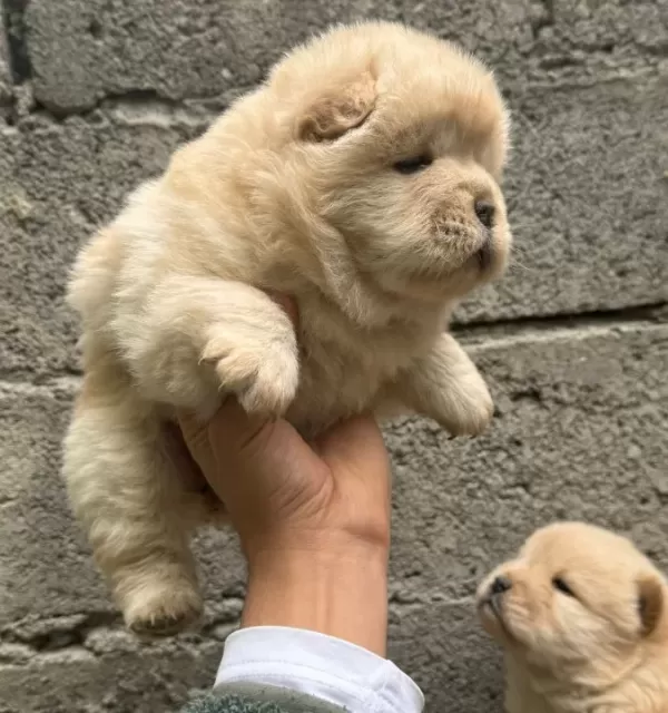 Chow Chow Bebekler