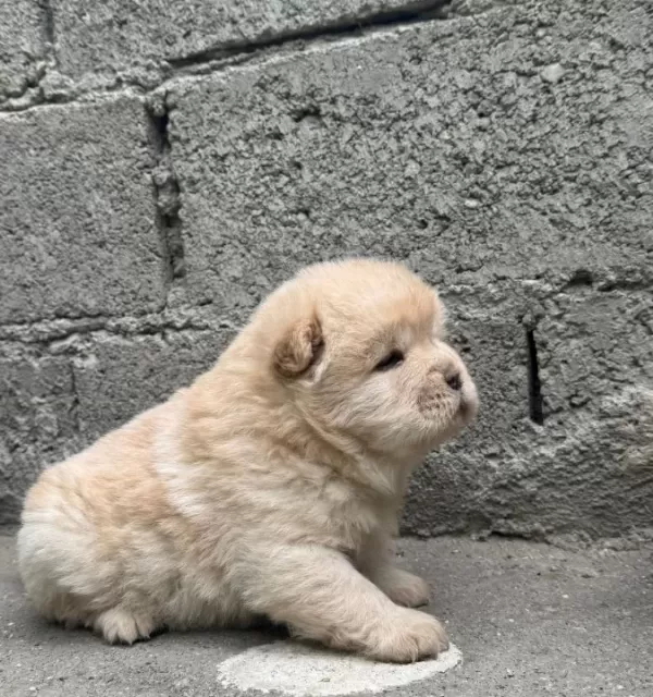 Chow Chow Bebekler