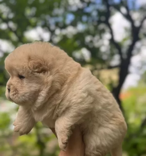 Chow Chow Bebekler
