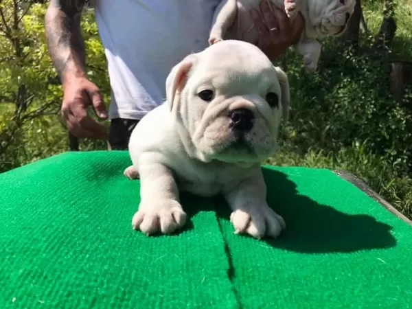 İngiliz Bulldog Yavrulari
