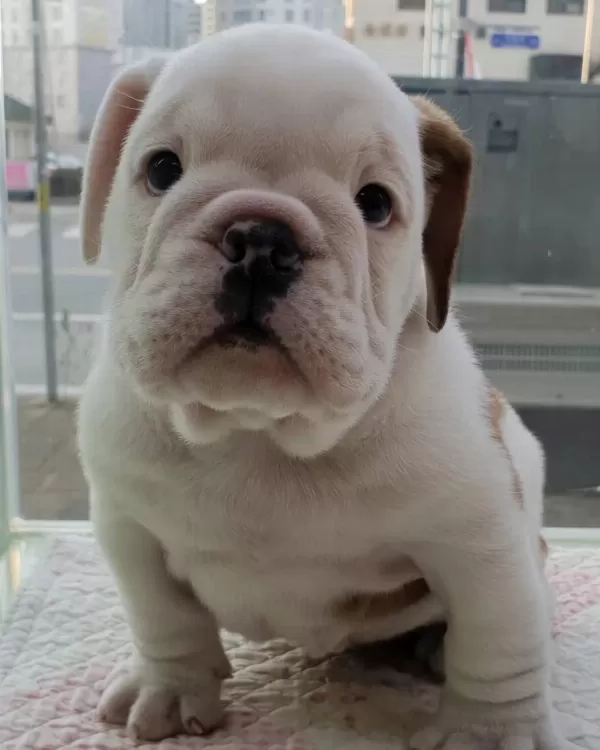 İngiliz Bulldog Yavrulari