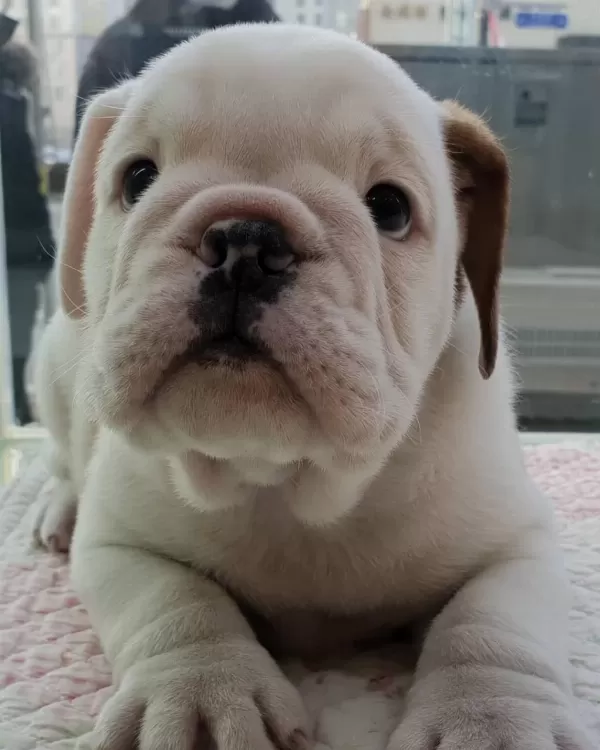 İngiliz Bulldog Yavrulari