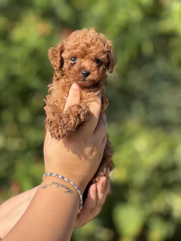 Büyümeyen Aşili Çiş Eğitimli Toy Poodle