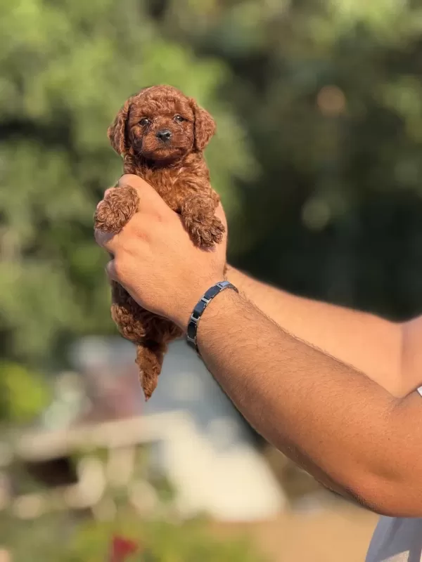 Büyümeyen Aşili Çiş Eğitimli Toy Poodle