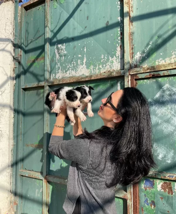 Border Colie Yavrularım Sağlık Ve Irk Garantilidir