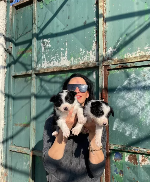 Border Colie Yavrularım Sağlık Ve Irk Garantilidir
