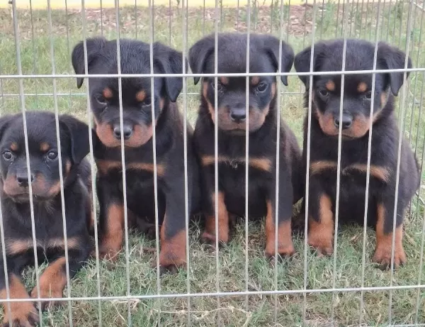 A Screli Üst Düzey Kaliteli Yavrular