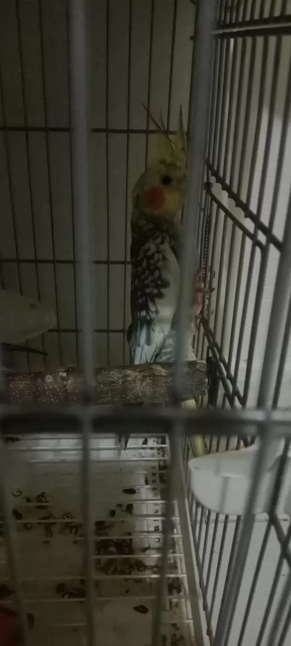 Sahibinden Yavru Sultan Papağanı