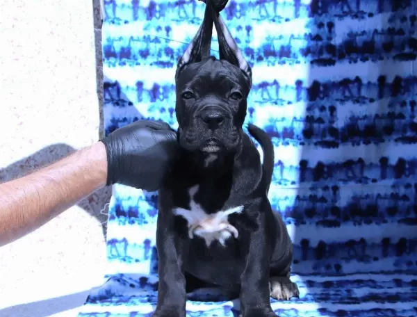 Fci-kif Secereli Safkan Cane Corso