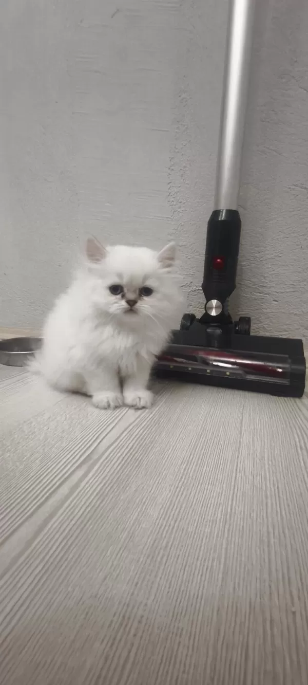 A Kalite British Longhair