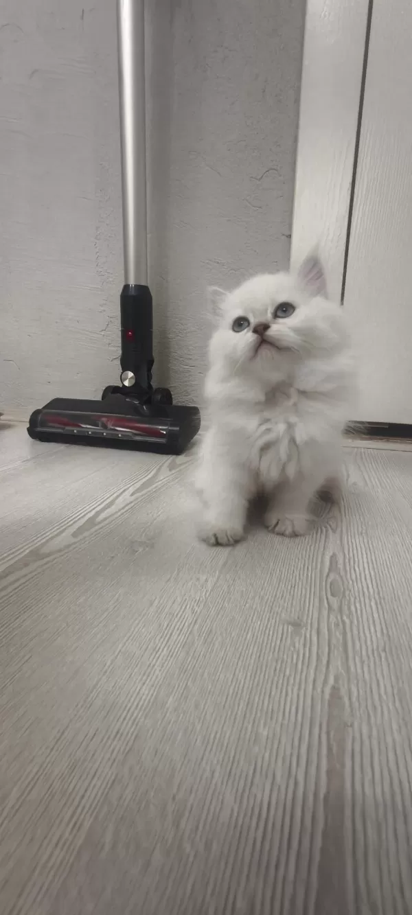 A Kalite British Longhair