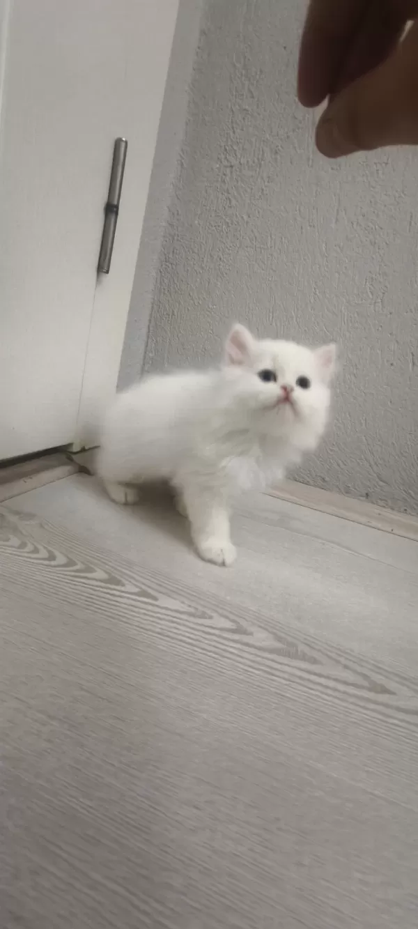 A Kalite British Longhair