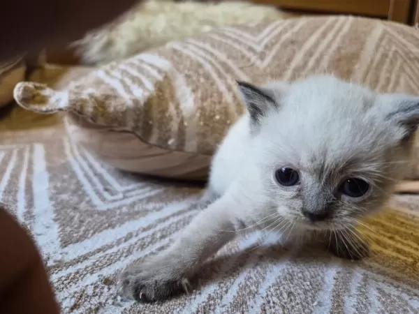Blue Point Ve British Shorthair Yavrularimiz Yuva Ariyor