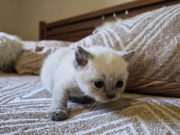 Blue Point Ve British Shorthair Yavrularimiz Yuva Ariyor