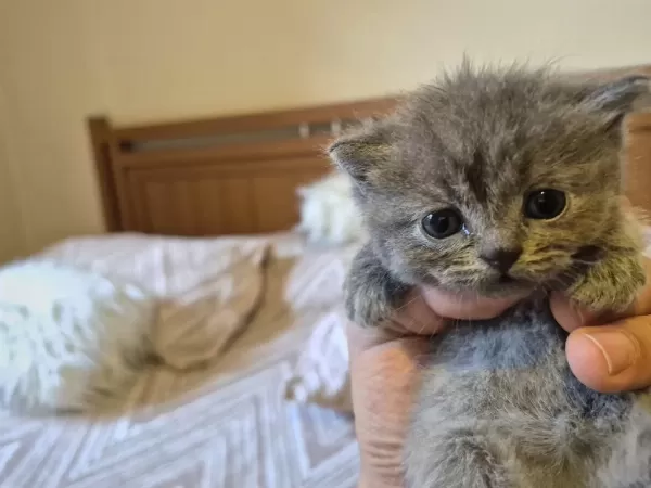 Blue Point Ve British Shorthair Yavrularimiz Yuva Ariyor